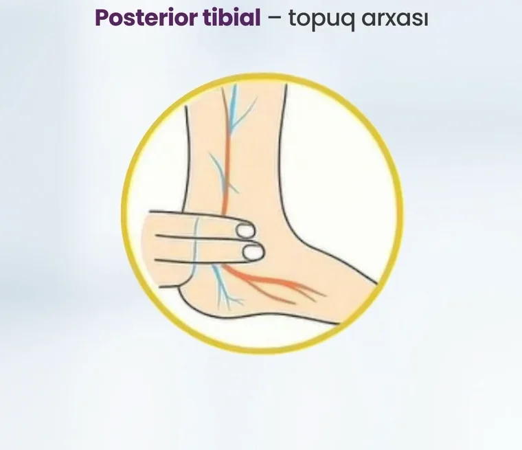 Posterior tibial nəbz nöqtəsi — topuq arxası